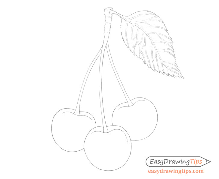 Cherries line drawing