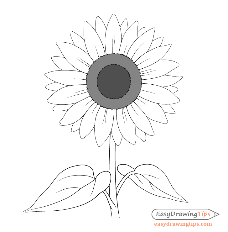 Sunflower Drawing: Realistic, Easy and with Pencil