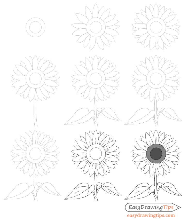 Sunflower drawing step by step