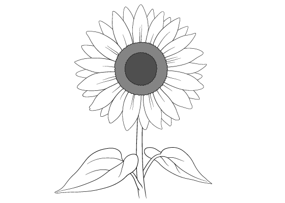 Premium Vector | Sunflower and butterflies outline drawing line vector  illustration