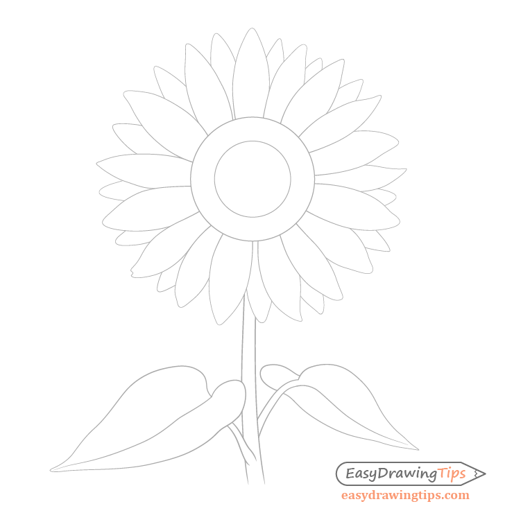 Sunflower leaves drawing