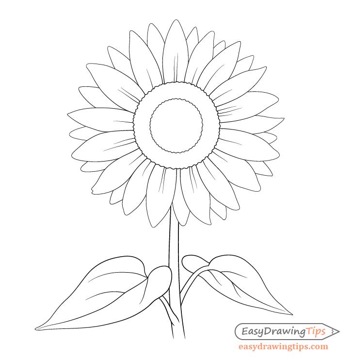 Sunflower line drawing