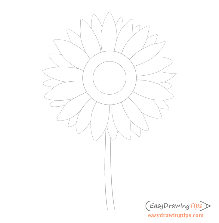 Sunflower stem drawing