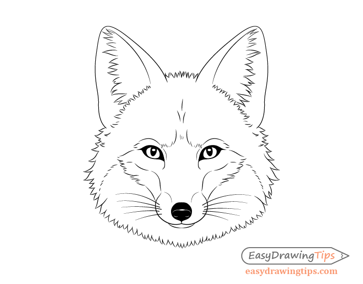 Fox drawing