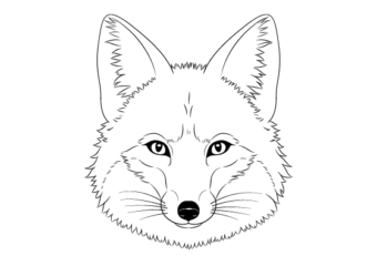 Fox drawing tutorial