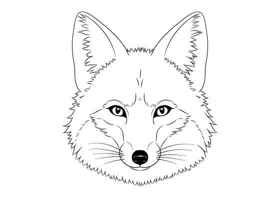 Fox drawing tutorial