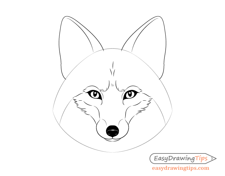 Fox forehead fur drawing