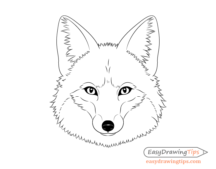 Fox line drawing