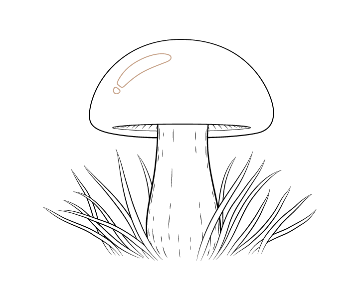Mushroom highlight drawing