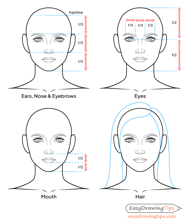 Face drawing proportions