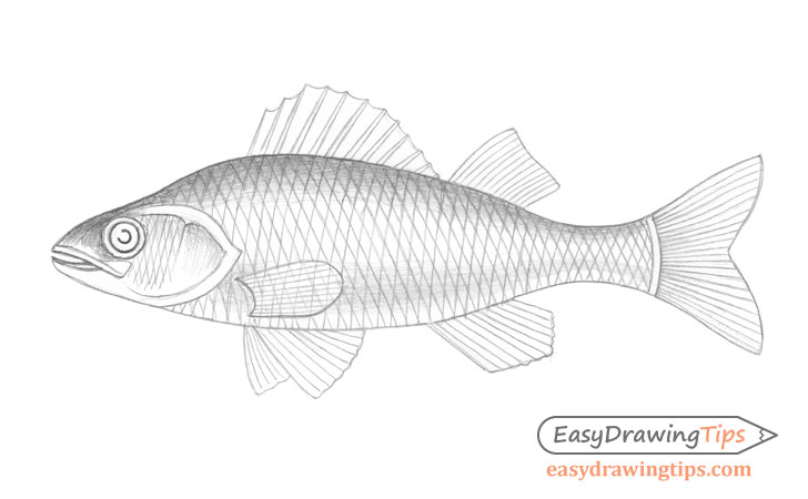 Fish drawing body shading