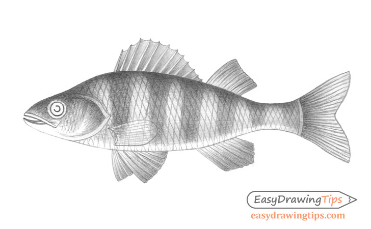 Fish drawing fins shading