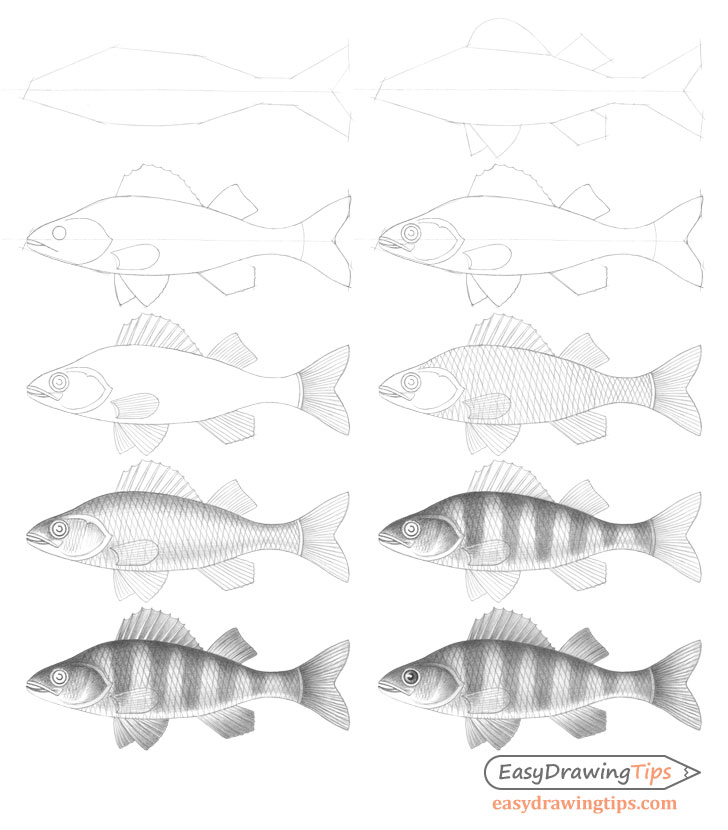 Fish drawing step by step