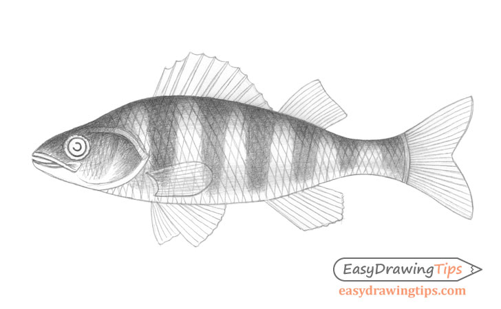 Fish drawing stripes shading