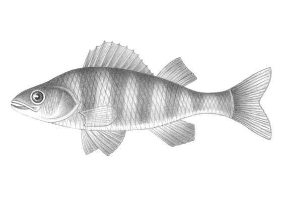 Fish drawing tutorial