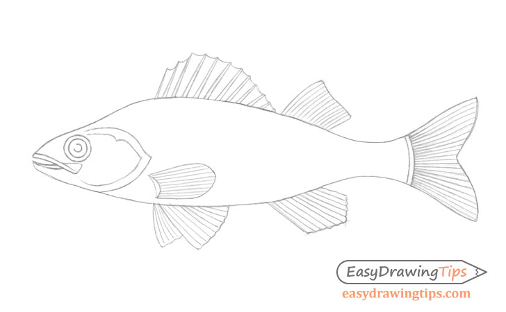 Fish fin details drawing