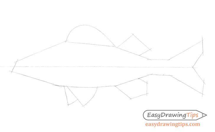 Fish fin shapes drawing