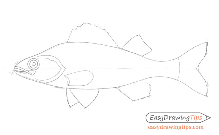 Fish head details drawing