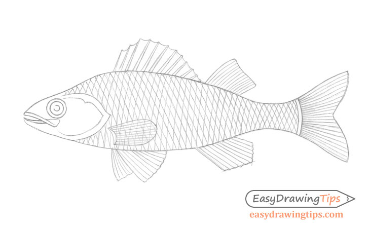 Fish line drawing