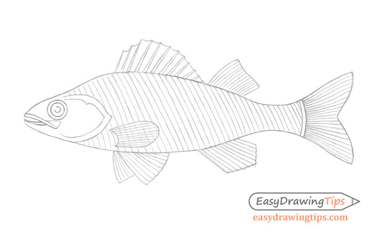 Fish scales drawing