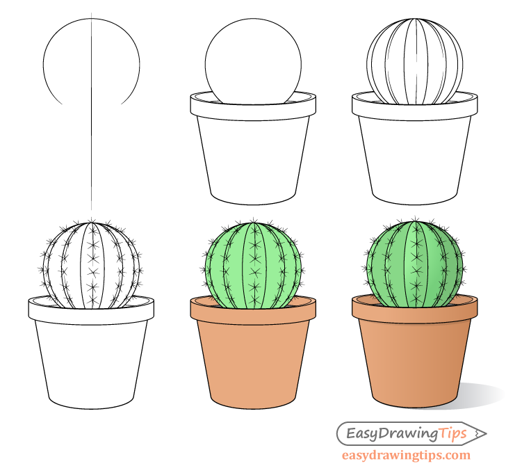 Cactus drawing step by step