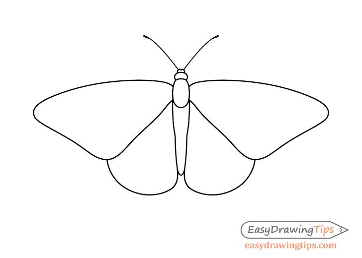 Monarch butterfly antennae drawing