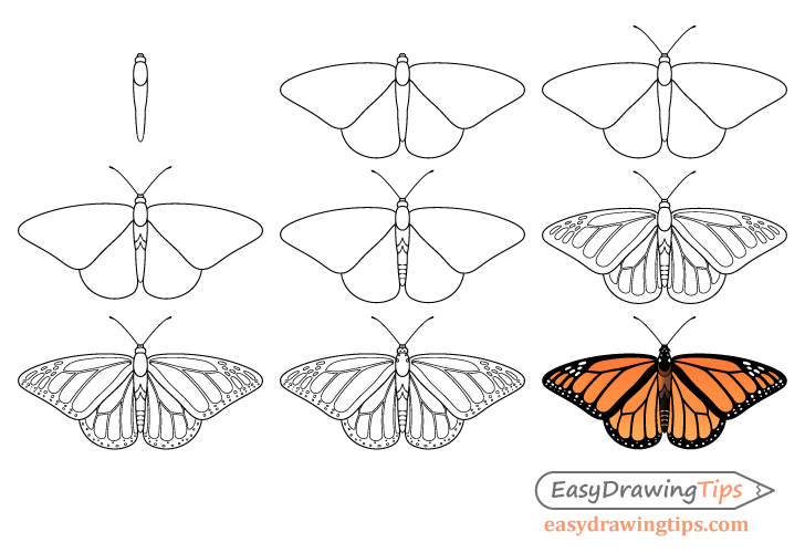 Monarch butterfly drawing step by step