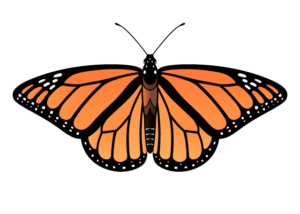 Monarch butterfly drawing tutorial