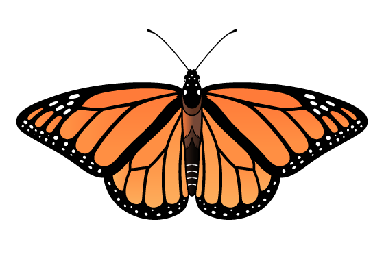 Monarch butterfly drawing tutorial