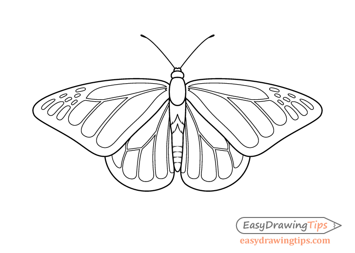 Monarch butterfly wing patterns drawing