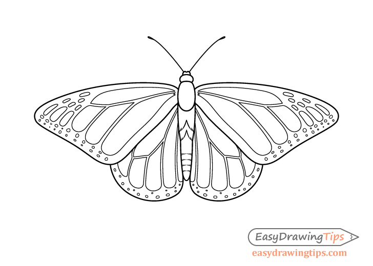 Monarch butterfly wing spots drawing